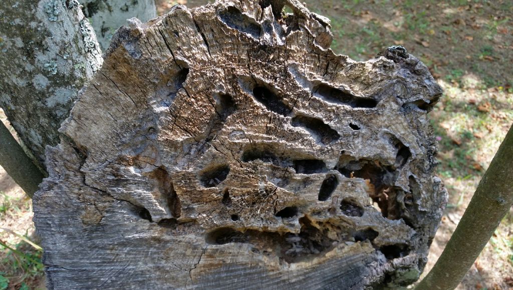 Nocciolo rosicchiato da chi?